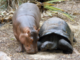 Baby Hippo Walks Along with its 'Mother', a Giant Male Aldabran Tortoise, at Mombasa Haller Park Fotografie-Druck