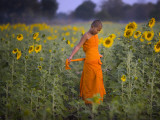 Novice Buddhist Monk Makes His Way Through a Field of Sunflowers as 10,000 Gather, Thailand Photographic Print