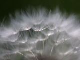 Top of a Dandelion Seed Head is Seen in the Morning Light in Marysville, Pennsylvania Photographic Print
