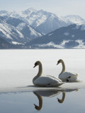 Two Swans are Sitting on the Partly Frozen Lake Zeller, Austria Photographic Print
