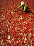 Villager Dries Red Chilies at Rambha, India Photographie