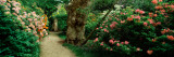 Isabella Plantation in a Park, Richmond Park, London, England Lámina fotográfica por Panoramic Images