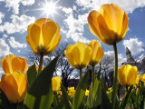 Tulips Bloom at a Park in Boston Photographic Print