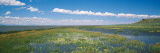 Wildflowers in Wetland, Malheur National Wildlife Refuge, Burns, Oregon, USA Photographic Print by Panoramic Images 