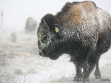 Buffalo Looks for Something to Eat in Blowing Snow at the Terry Bison Ranch, Wyoming Photographic Print