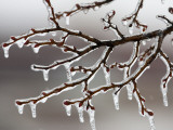 Ice from Freezing Rain Coats Tree Branches Near Omaha, Nebraska Photographic Print