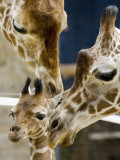 Giraffe Calf is Seen with Her Father and Her Mother at the Berlin Zoo Photographie