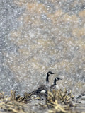 Canada Geese Weather an Autumn Snow Storm in a Corn Field in New Salem, New York Photographic Print
