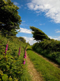 Boreen Near Ballyvooney, Copper Coast , County Waterford, Ireland Photographie