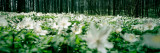 Wildflowers in a Forest Lámina fotográfica por Panoramic Images Wildflowers in a Forest Lámina fotográfica por Panoramic Images