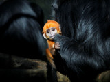Male Francois' Leaf Monkey Relaxes with His Parents at the Zoological Gardens Zoorasia in Yokohama Photographic Print