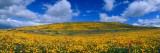 California Golden Poppies Blooming, Antelope Valley California Poppy Reserve, Antelope Valley Photographic Print by Panoramic Images 