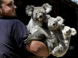 Head Keeper at Sydney's Koala Park Holds 'Kamara' and Her Two One Year-Old Babies Reprodukcja zdjęcia