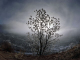 Tree Rises Above the Noravank Canyon in Southern Armenia Photographic Print