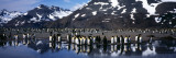 King Penguin Colony on the Coast, South Georgia Island Photographic Print by Panoramic Images 