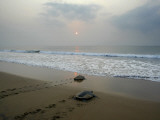 Olive Ridley Turtles Return to the Bay of Bengal Sea after Laying Eggs on Gokhurkuda Beach, India Lámina fotográfica Olive Ridley Turtles Return to the Bay of Bengal Sea after Laying Eggs on Gokhurkuda Beach, India Lámina fotográfica