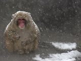 Snow Monkey, Takes a Break from Bathing in Hot Springs, During a Snow Storm at the Central Park Zoo Lámina fotográfica