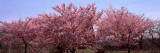 Trees in a Garden, Niagara Parks Botanical Gardens, Niagara Falls, Ontario, Canada Photographic Print by Panoramic Images 
