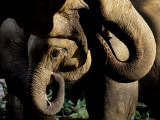 Elephants Eat at Pinnawela Elephant Orphanage, Sri Lanka Photographie