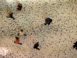 Pedestrian Footprints Dot the Street as Poeple Walk after a Heavy Snowfall in Moscow Photographic Print