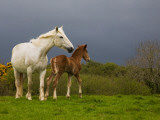 Mare and Foal, Co Derry, Ireland Fotografie-Druck