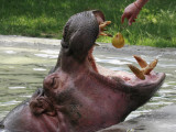 Keeper Feeds a Hippopotamus at the Kiev's Zoo, Ukraine Photographic Print