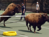 Two of Nine American Bison That Escaped Run from Police and Volunteers Photographic Print