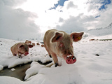 Pigs Make their Way Through a Snowy Landscape Near the Alpine Village of Schruns in Austria Photographic Print