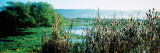 Plants in a Marsh, Arcata Marsh, Arcata, Humboldt County, California, USA Photographic Print by Panoramic Images 