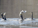 Cormorant, Phalacrocorax Carbo, is Watched by Others as it Tries to Gulp Down a Fish it Had Caught Photographie