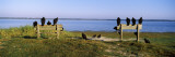 Black Vultures Perching on Benches, Myakka River State Park, Sarasota County, Florida, USA Photographic Print by Panoramic Images 