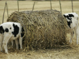Calves Eat from a Large Round Bale in Texas Photographic Print
