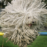 Hungarian Puli Sheep Dog, Fee, Jumps over a Hurdle During a Preview for a Pedigree Dog Show Photographic Print