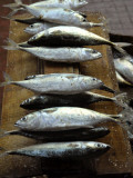 Fish are Seen Displayed at a Fish Market in Madgao, in Goa, India Lámina fotográfica