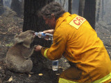 Firefighter Shares His Water an Injured Australian Koala after Wildfires Swept Through the Region - Fotografik Baskı Firefighter Shares His Water an Injured Australian Koala after Wildfires Swept Through the Region - Fotografik Baskı