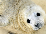 Nahia, a Five-Day-Old Grey Baby Seal, is Seen at the Biarritz Sea Museum Photographic Print