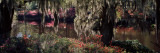 Azaleas and Willow Trees in a Park, Charleston, Charleston County, South Carolina, USA Photographie par Panoramic Images 
