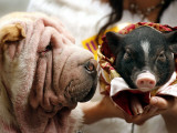 Dog and a Pig are Displayed During a Promotional Event at a Hong Kong Shopping Mall Photographic Print