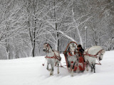 Man Rides a Sleigh Carrying Tourists in Park on a Bank of Moskva River at Outskirts of Moscow Impressão fotográfica