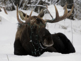 Bull Moose with Christmas Lights Tangled in its Antlers Rests in a Field in Anchorage, Alaska Photographie