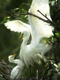 Egret Keeps Her Baby under Her Wing on a Tree, on the Banks of the River Brahmaputra in India Photographie