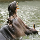 Male Nile Hippopotamus Plays at the Smithsonian National Zoo Photographie