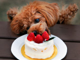 Toy Poodle Eats a Special Christmas Cake Made from Rice Powder and Natural Honey in Tokyo Photographic Print