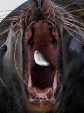 Sea Lion Catches a Fish at the Hakkeijima Sea Paradise Aquarium-Amusement Park Complex in Japan Fotografisk tryk Sea Lion Catches a Fish at the Hakkeijima Sea Paradise Aquarium-Amusement Park Complex in Japan Fotografisk tryk