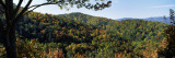 View of a Forest, Cataloochee, Great Smoky Mountains National Park, North Carolina, USA Lámina fotográfica por Panoramic Images View of a Forest, Cataloochee, Great Smoky Mountains National Park, North Carolina, USA Lámina fotográfica por Panoramic Images