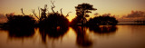 Silhouette of Trees at Sunset, Oyster Bar, Pine Island, Hernando County, Florida, USA Lámina fotográfica por Panoramic Images