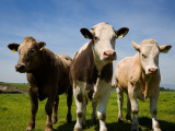 Cattle, County Waterford, Ireland Reprodukcja zdjęcia Cattle, County Waterford, Ireland Reprodukcja zdjęcia