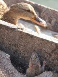 Rat Peeps from a Hole as a Duck Sits in the Sun in a Park Lazienki in Warsaw, Poland Photographic Print