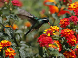 Hummingbird Hovers over a Patch of Flowers as it Collects Nectar in Mexico City Fotografie-Druck