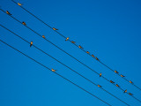 Swallows in Autumn Prior to Migration, Fethard, County Tipperary, Ireland Photographic Print